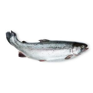 Salmão Resfriado Eviscerado Cx com aprox. 30 kg